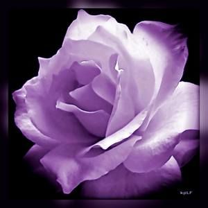 Meet your Posher, Daniela